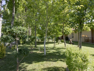 Le jardin arboré.